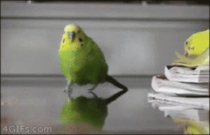  Funny Cute Parrot🦜