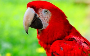 ara, macaw
