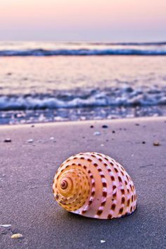  Seashells on a 바닷가, 비치 🐚