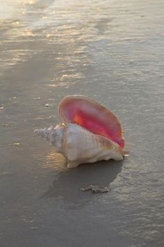Seashells on a Beach 🐚 