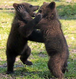  Alexander Zingman: Bear's are playing together video