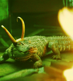  Alligator Loki || Marvel Studios' Loki || Journey into Mystery || 1.05