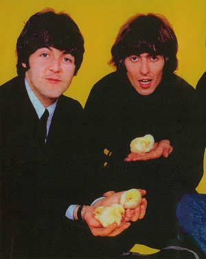  Proof The Beatles Get All The Chicks! *lol*