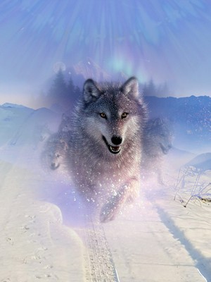 Beautiful Wolves 💜