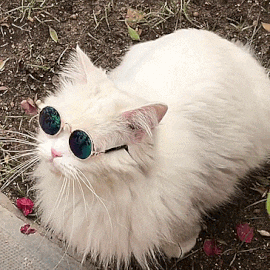  Cat with Sunglasses 💕