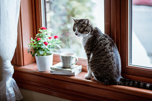  kucing In Windows 💕