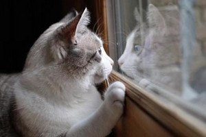 gatos In Windows 💕