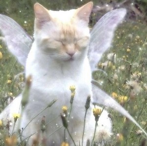  Fairy Cat
