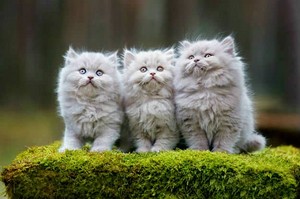  Persian बिल्ली के बच्चे