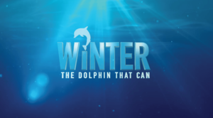  Winter the dolphin that can