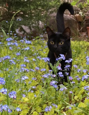  cat with flores