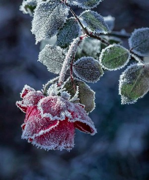  beautiful winter roses for wewe my bestie Heather🌹❄️