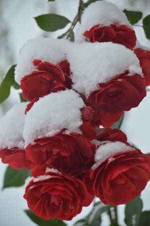  beautiful winter rosas for you my bestie Heather🌹❄️