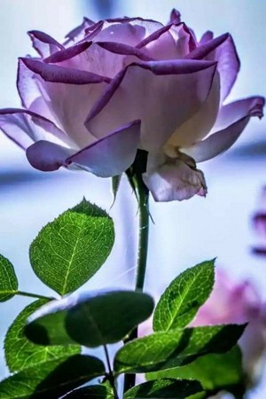  A Rose For My Dear Friend Jezzi 🌹