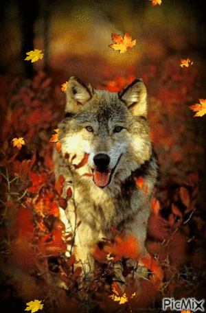  Autumn chó sói, sói 🐺