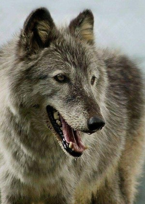  Beautiful Grey wolf 🐺