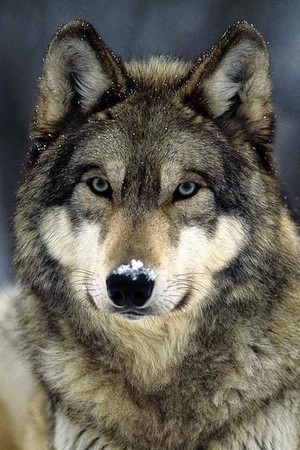  Beautiful Grey wolf 🐺