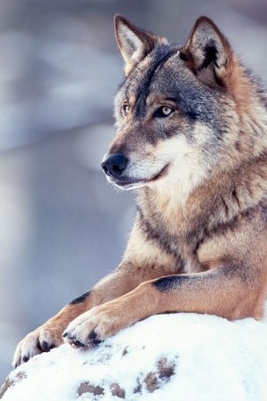 Beautiful Grey lobo 🐺