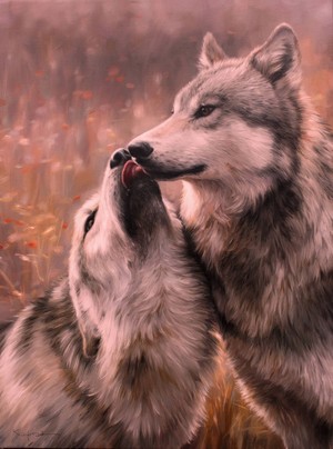  Beautiful Grey lobos 🐺