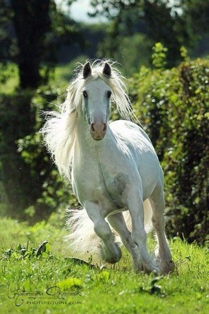  Beautiful caballos 💜