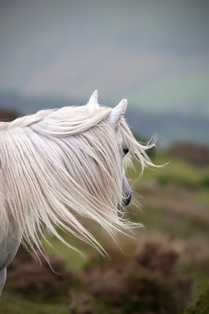  Beautiful caballos 💜