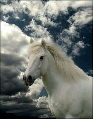  Beautiful cavalli 💜