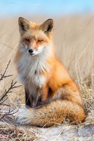 Beautiful Red Fox ❤️