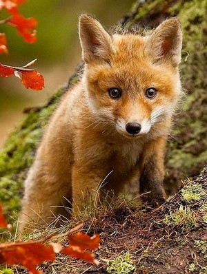  Beautiful Red zorro, fox ❤️