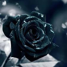  Black Rose
