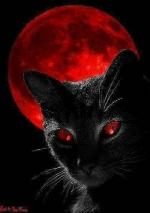 Halloween wishes for you frommy cattastic friends and me🎃🩸🌕