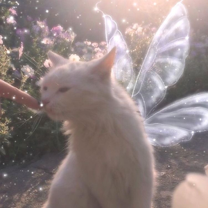  Pretty Fairy Kitties 🌸