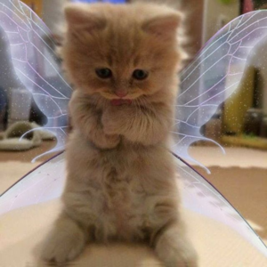  Pretty Fairy Kitties 🌸