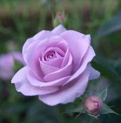  Purple Rose 🌹💜