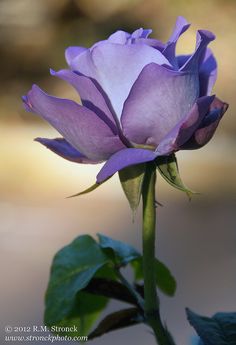  Purple Rose 🌹💜