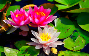  Water Lily