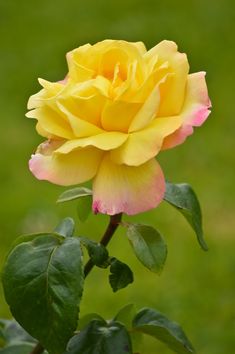 Yellow Rose 💛🌹