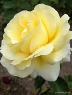 Yellow Rose 💛🌹