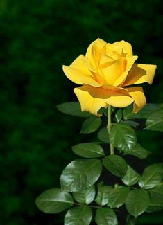  Yellow Rose 💛🌹