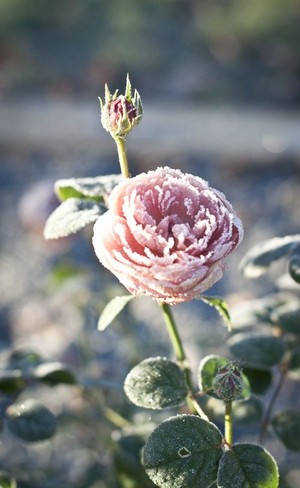 beautiful winter roses for my rose Lady Caroline🌹❄️