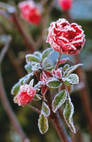 beautiful winter roses for my rose Lady Caroline🌹❄️
