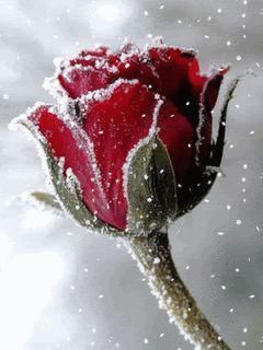  beautiful winter rose for my rose Lady Caroline🌹❄️