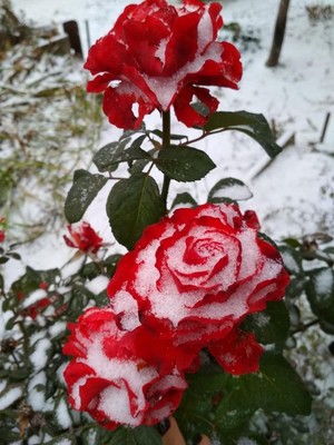 beautiful winter rosas for my rose Lady Caroline🌹❄️