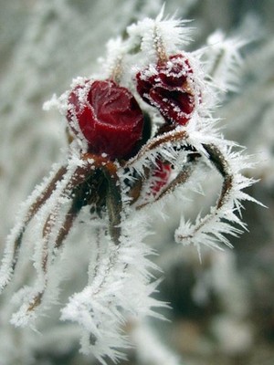 beautiful winter roses🌹❄️