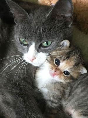  cat mama and kitten🌸😻