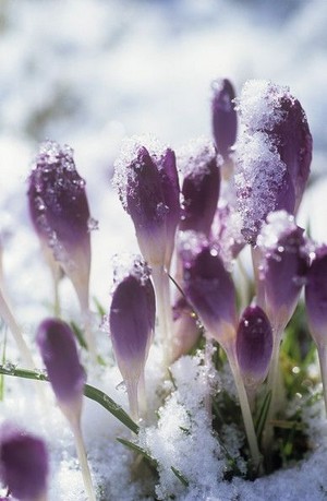  fiori in winter ❄️🌸