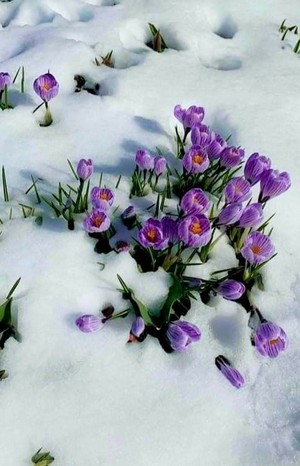  flowers in winter ❄️🌸