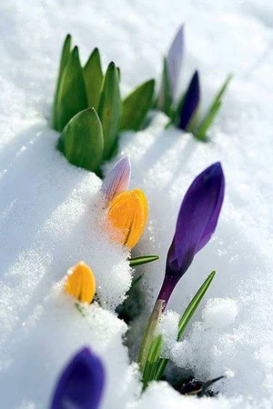  fleurs in winter ❄️🌸