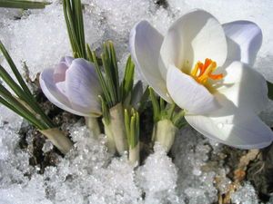  fleurs in winter ❄️🌸