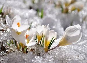  花 in winter ❄️🌸