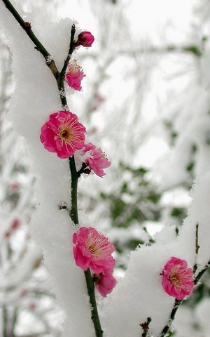 花 in winter ❄️🌸